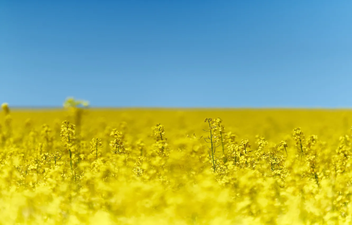 Photo wallpaper summer, the sky, rape