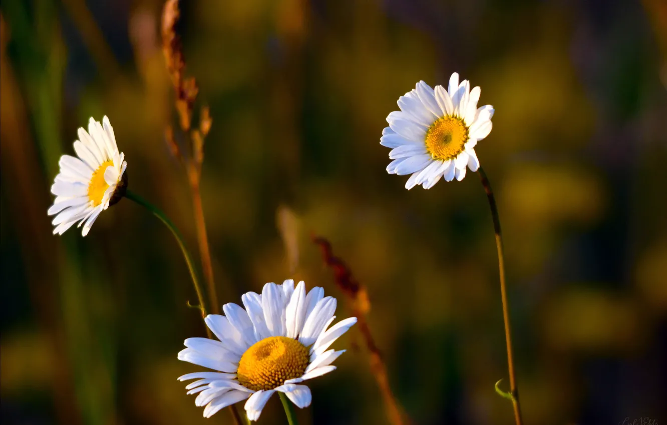 Photo wallpaper chamomile, trio, bokeh