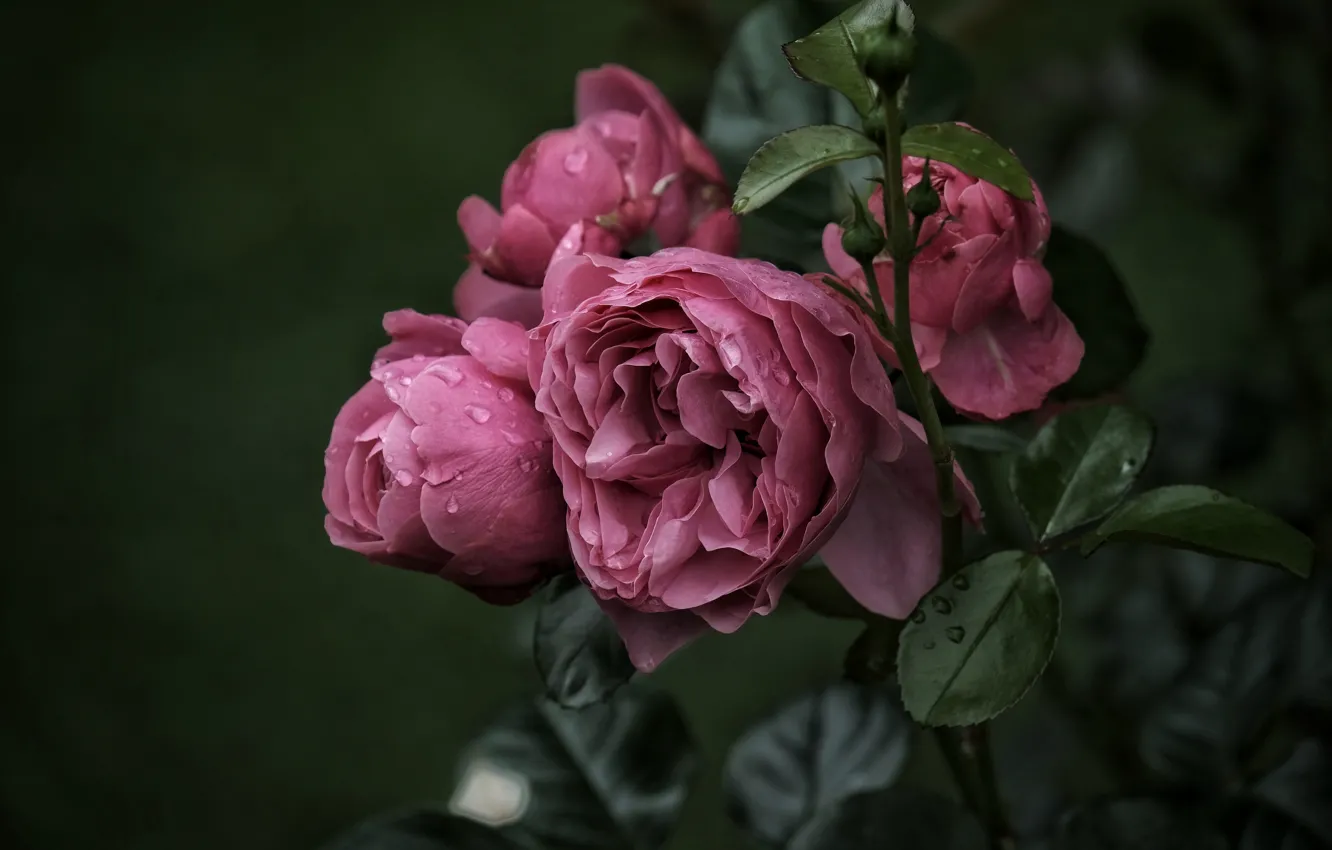 Photo wallpaper leaves, drops, roses, buds