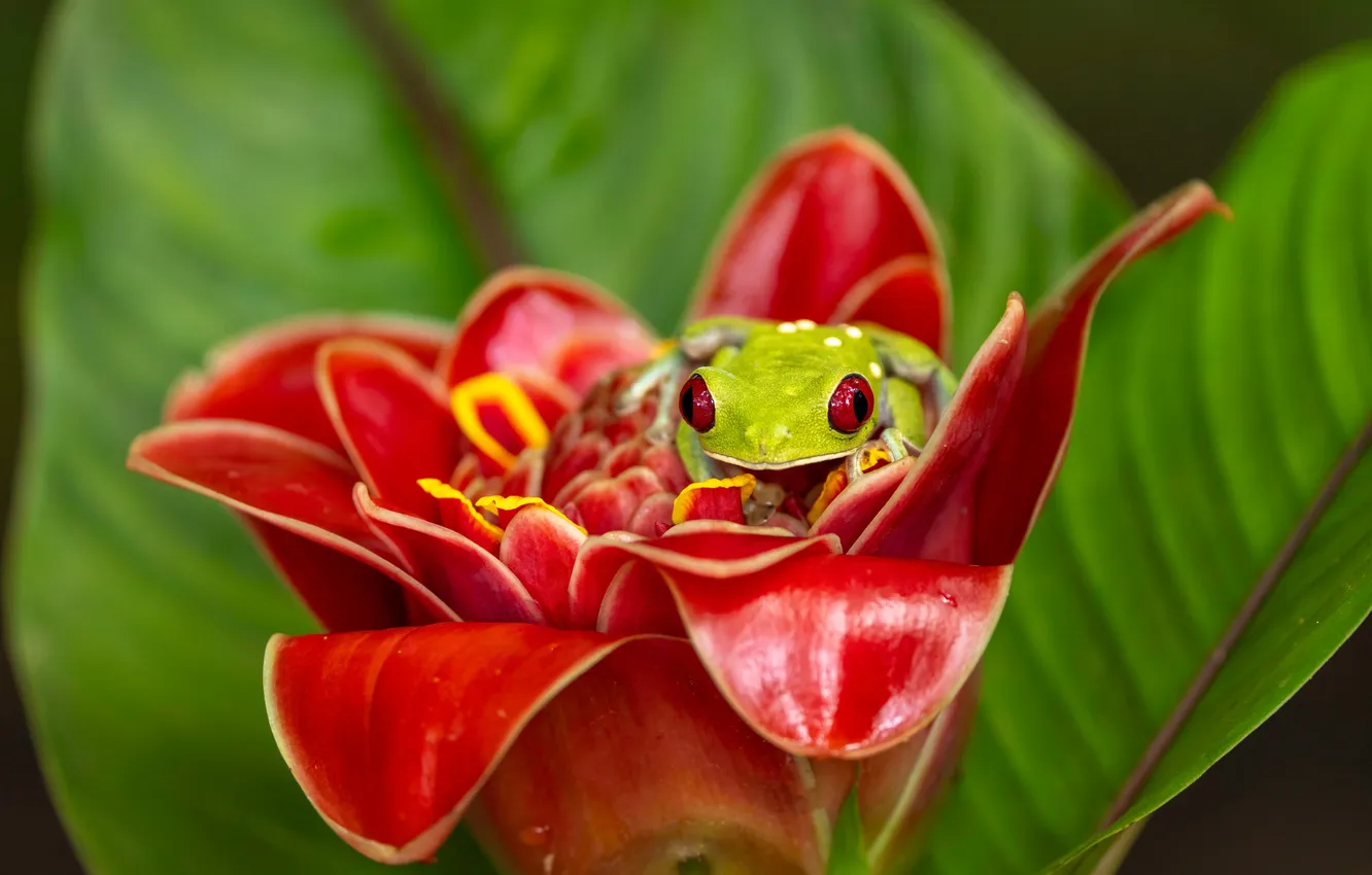 Photo wallpaper flowers, frog, red-eyed tree frog