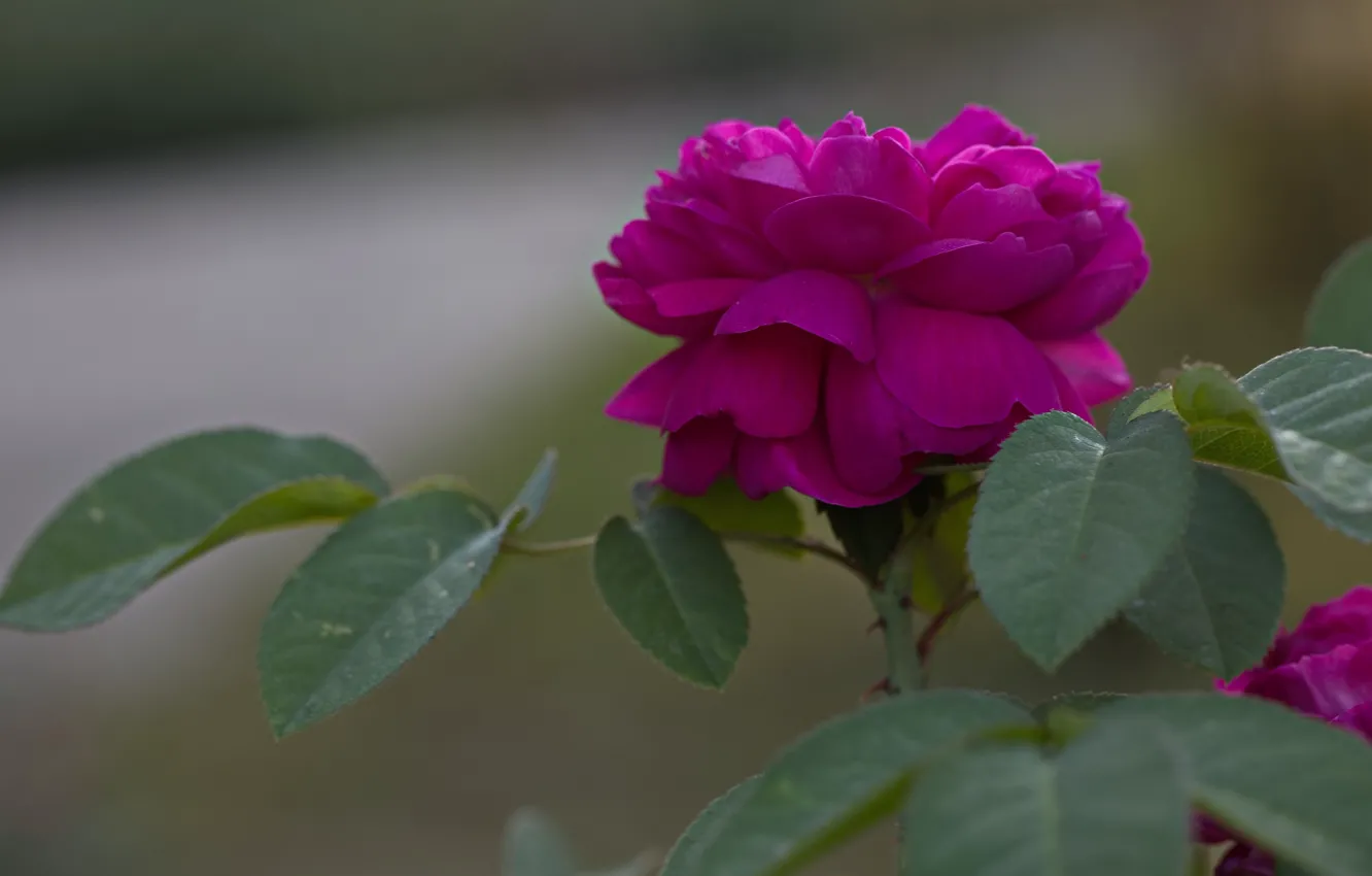 Photo wallpaper leaves, flowers, roses, lilac, lush, hot pink