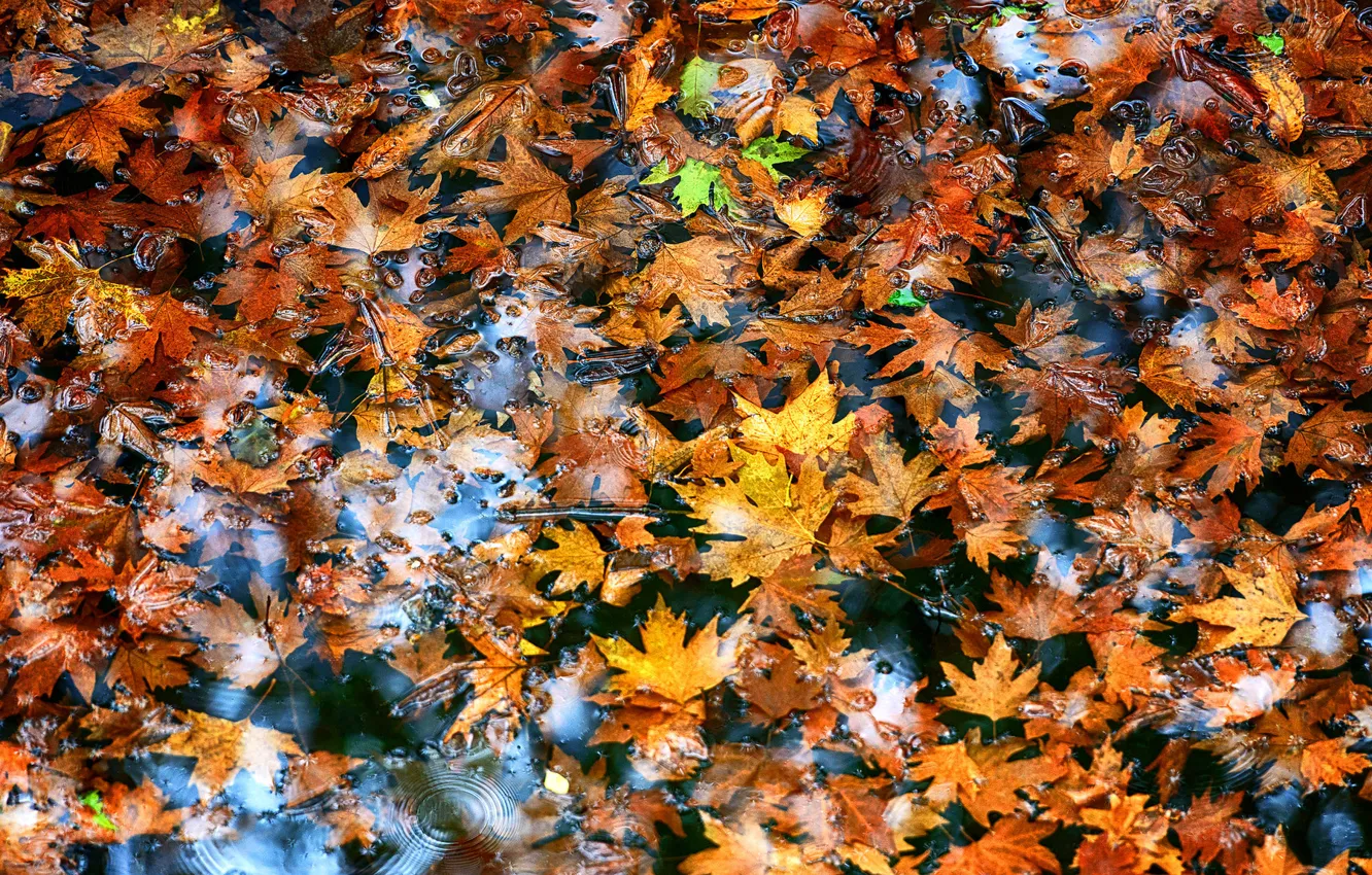 Photo wallpaper autumn, leaves, water