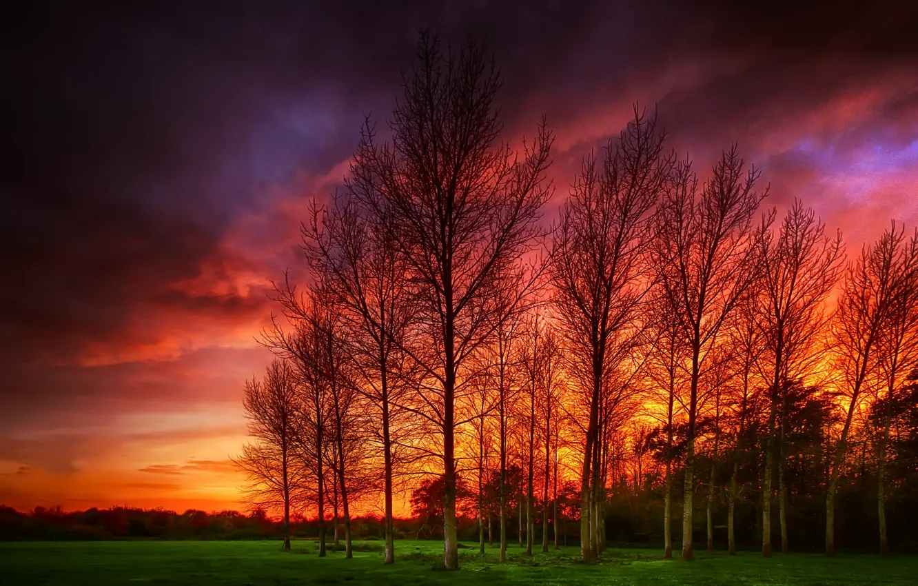 Photo wallpaper trees, landscape, sunset