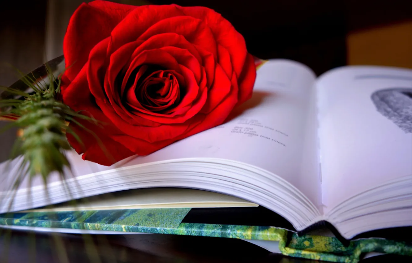 Photo wallpaper style, rose, book, scarlet rose