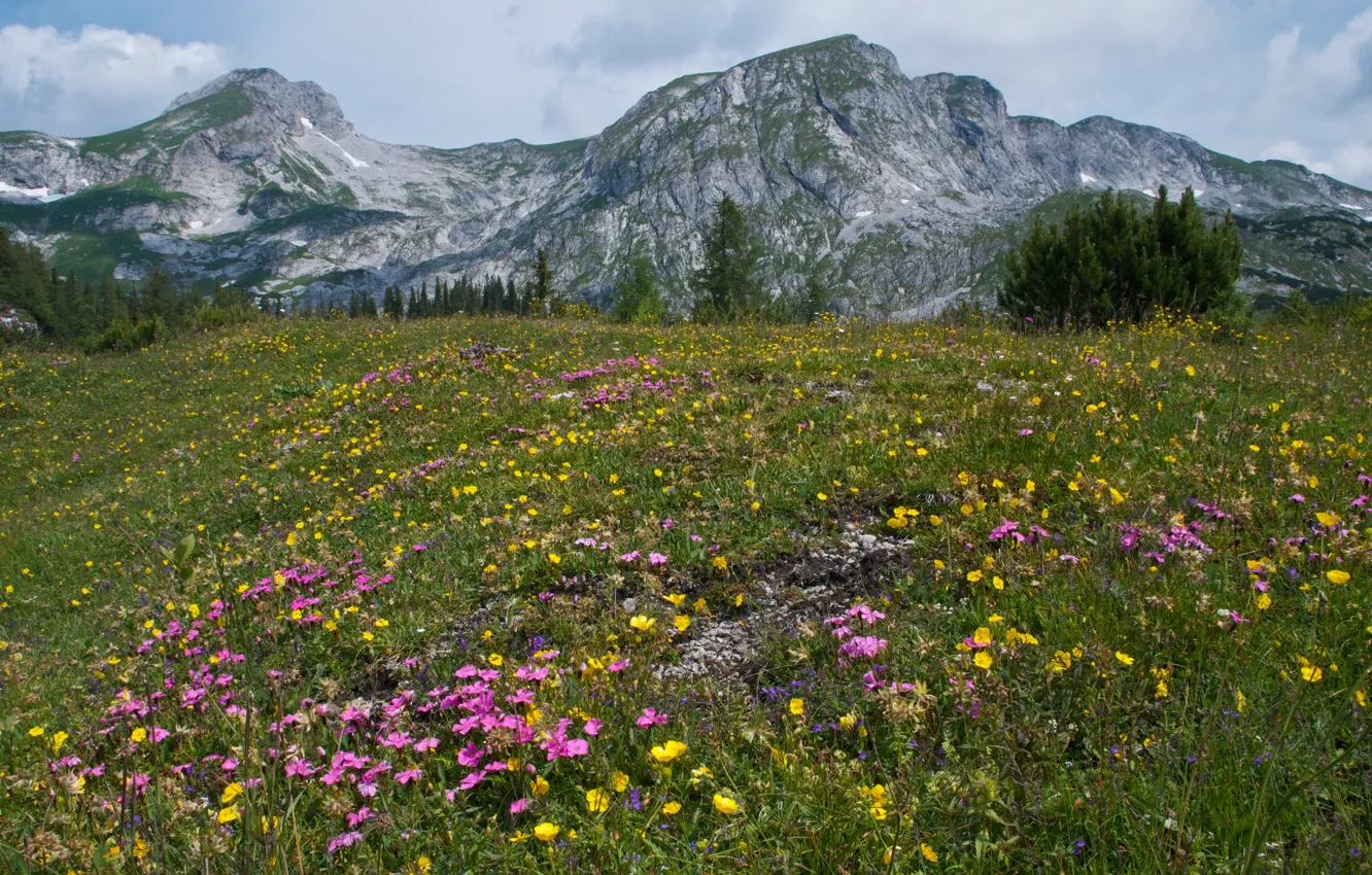 Photo wallpaper summer, grass, trees, flowers, mountains, Austria, Alps
