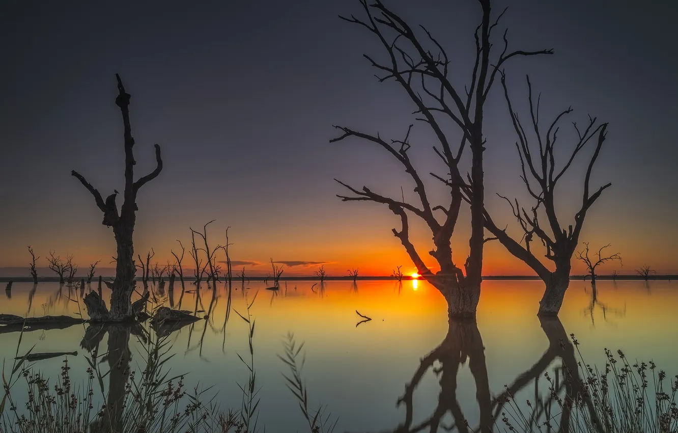 Photo wallpaper trees, lake, dawn, Australia, Bonnie