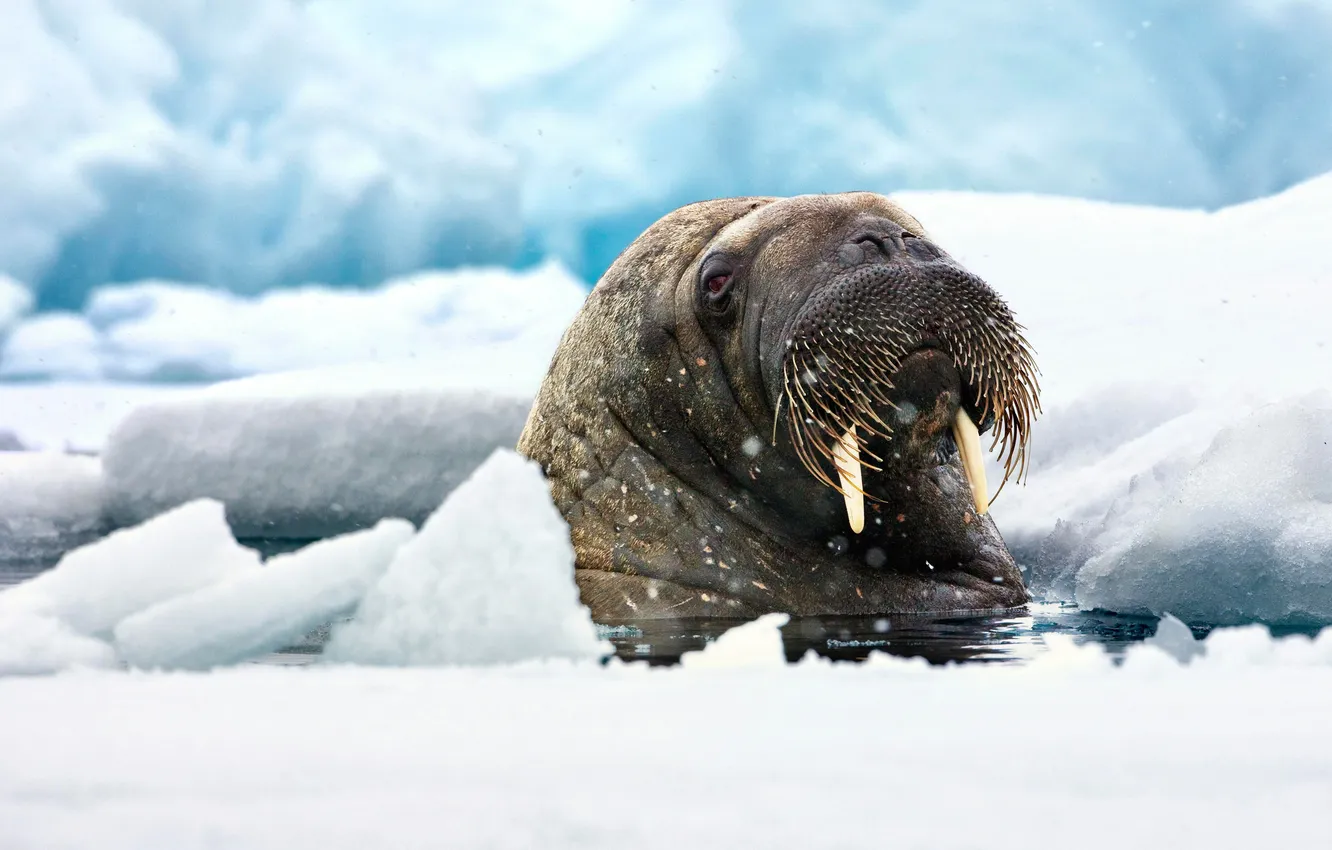 Photo wallpaper ice, white, look, Walrus, teeth, Odobenus rosmarus
