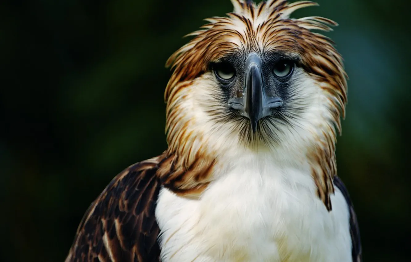 Photo wallpaper bird, eagle, Philippines