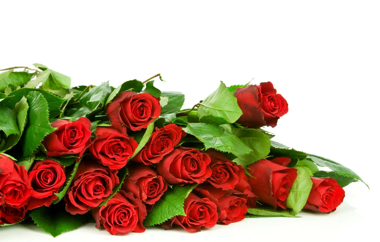 Photo wallpaper flowers, red, photo, roses, a lot