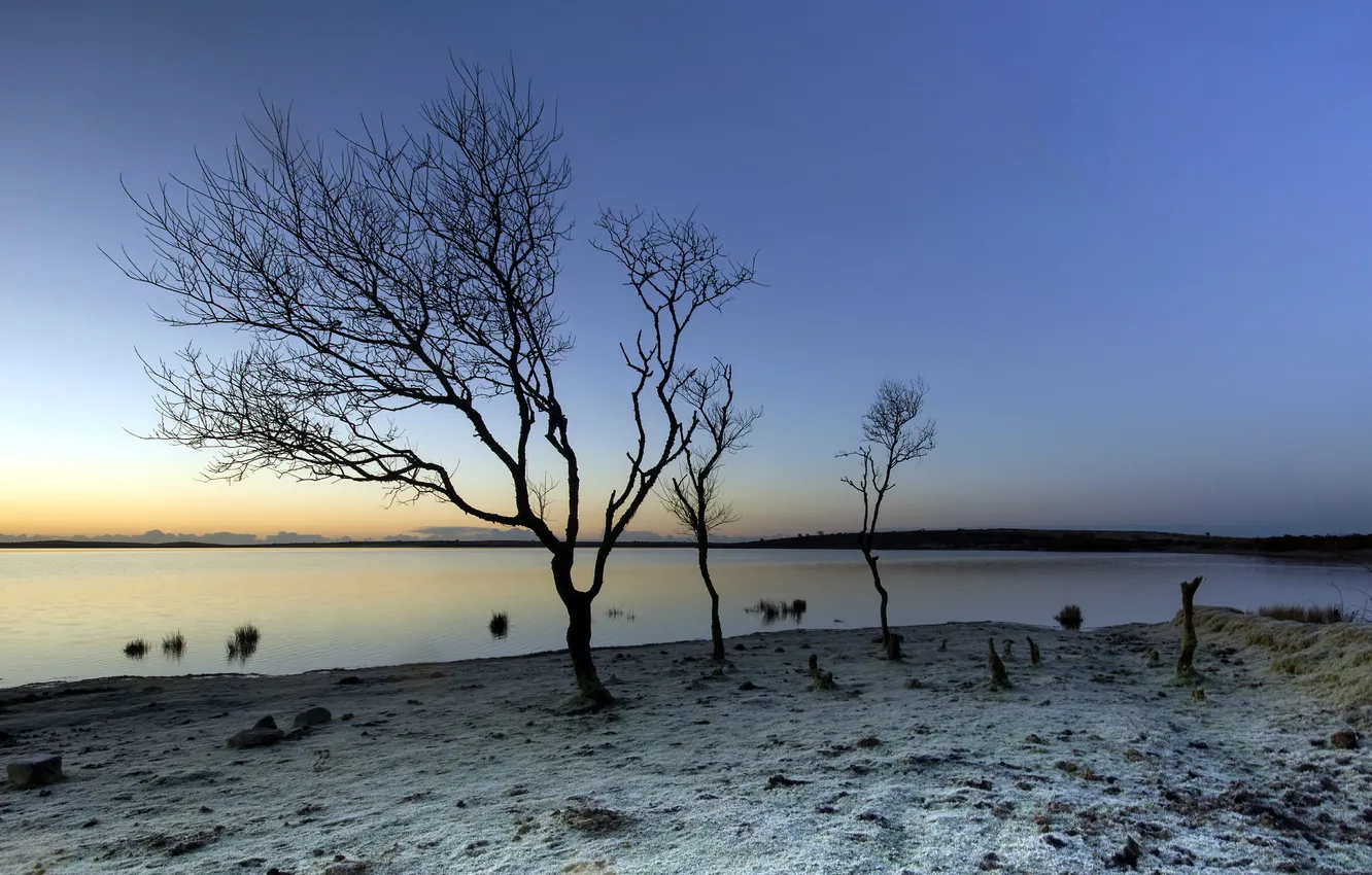 Photo wallpaper trees, landscape, lake, morning