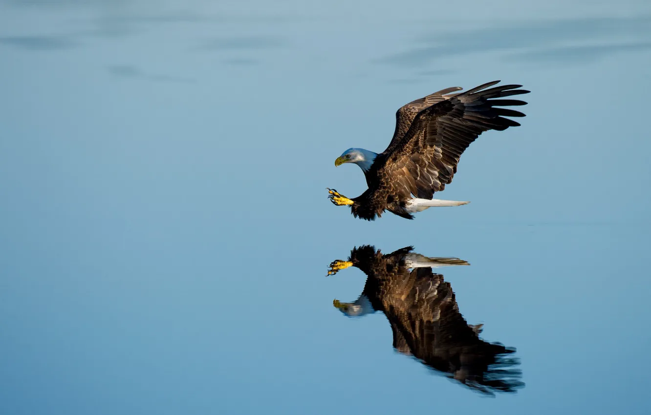 Photo wallpaper lake, reflection, bald eagle, hunting