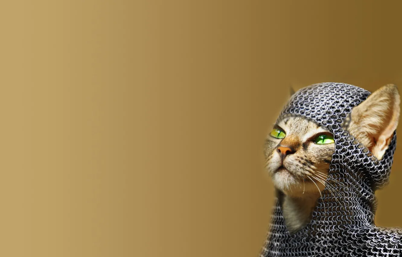 Photo wallpaper green eyes, cat, chainmail