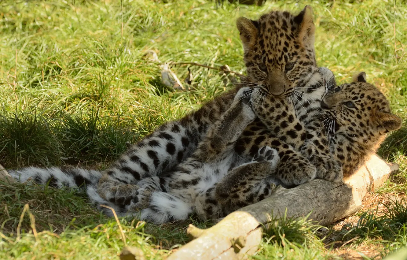 Photo wallpaper the game, kittens, the baby leopard