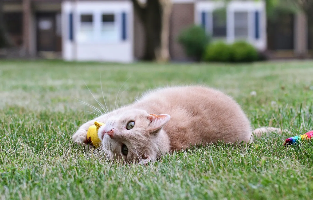 Photo wallpaper cat, cat, lawn, toy, plays