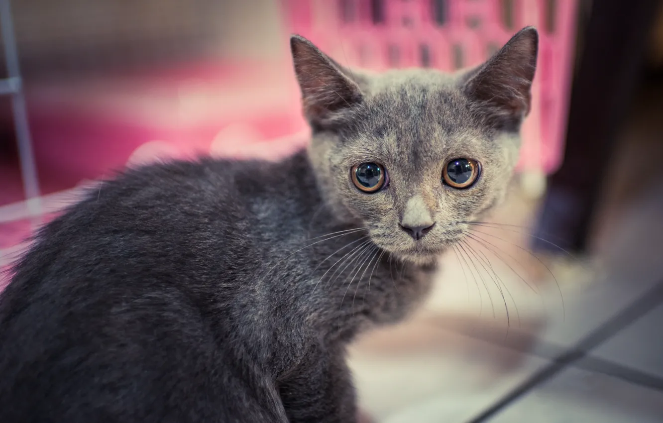 Photo wallpaper cat, look, grey, portrait, kitty
