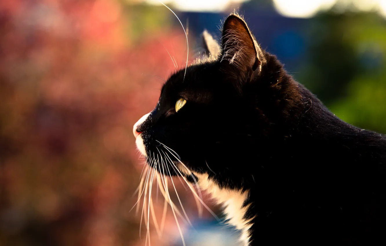 Photo wallpaper eyes, cat, mustache, background, profile