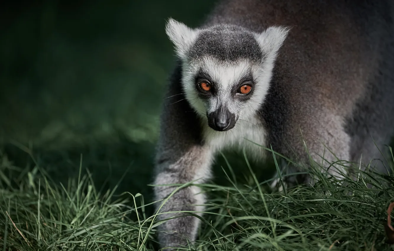 Photo wallpaper grass, look, portrait, paws, lemur, walk, face