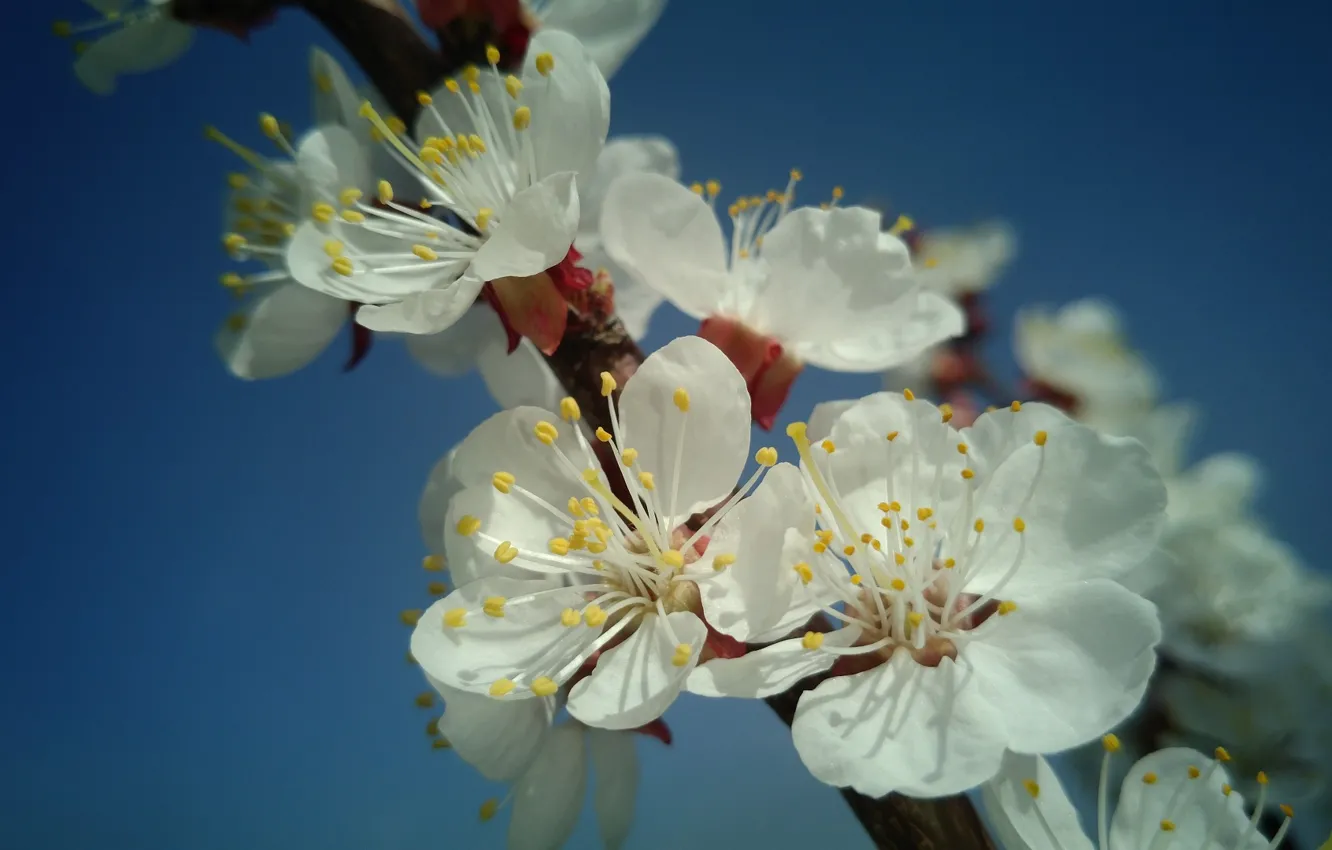 Photo wallpaper flowers, apricot, spring 2018, Mamala ©