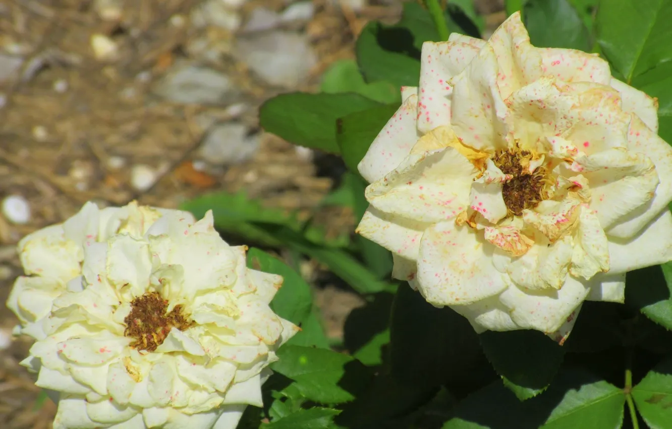 Photo wallpaper roses, flowerbed, white roses, Meduzanol ©, Summer 2018
