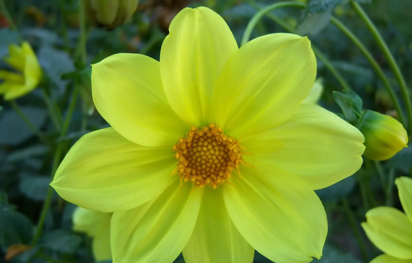 Photo wallpaper dahlias, Meduzanol ©, flowers, yellow