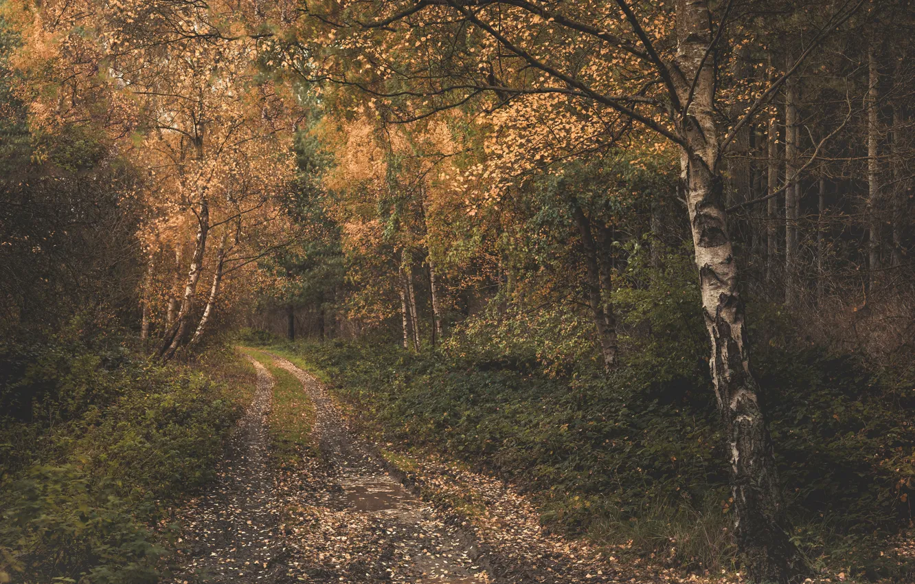 Photo wallpaper road, autumn, forest, path