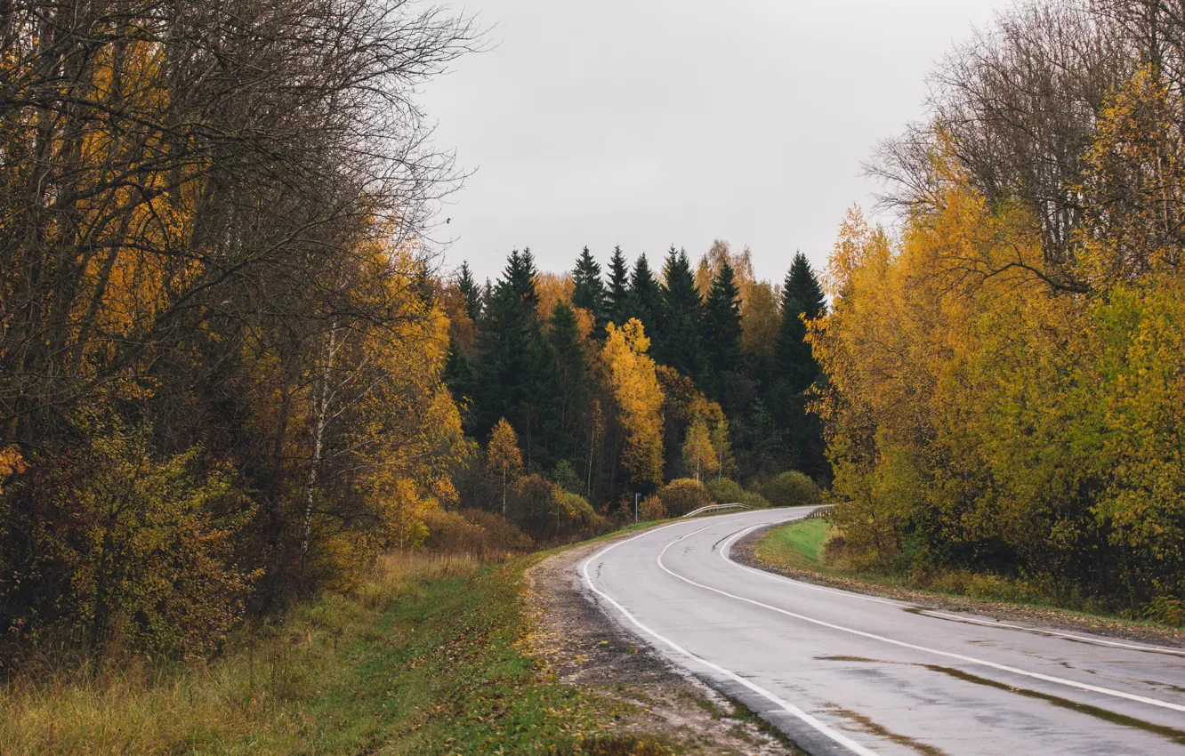 Photo wallpaper road, autumn, forest, gloomy, autumn forest, the suburbs, Moscow oblast, autumn road