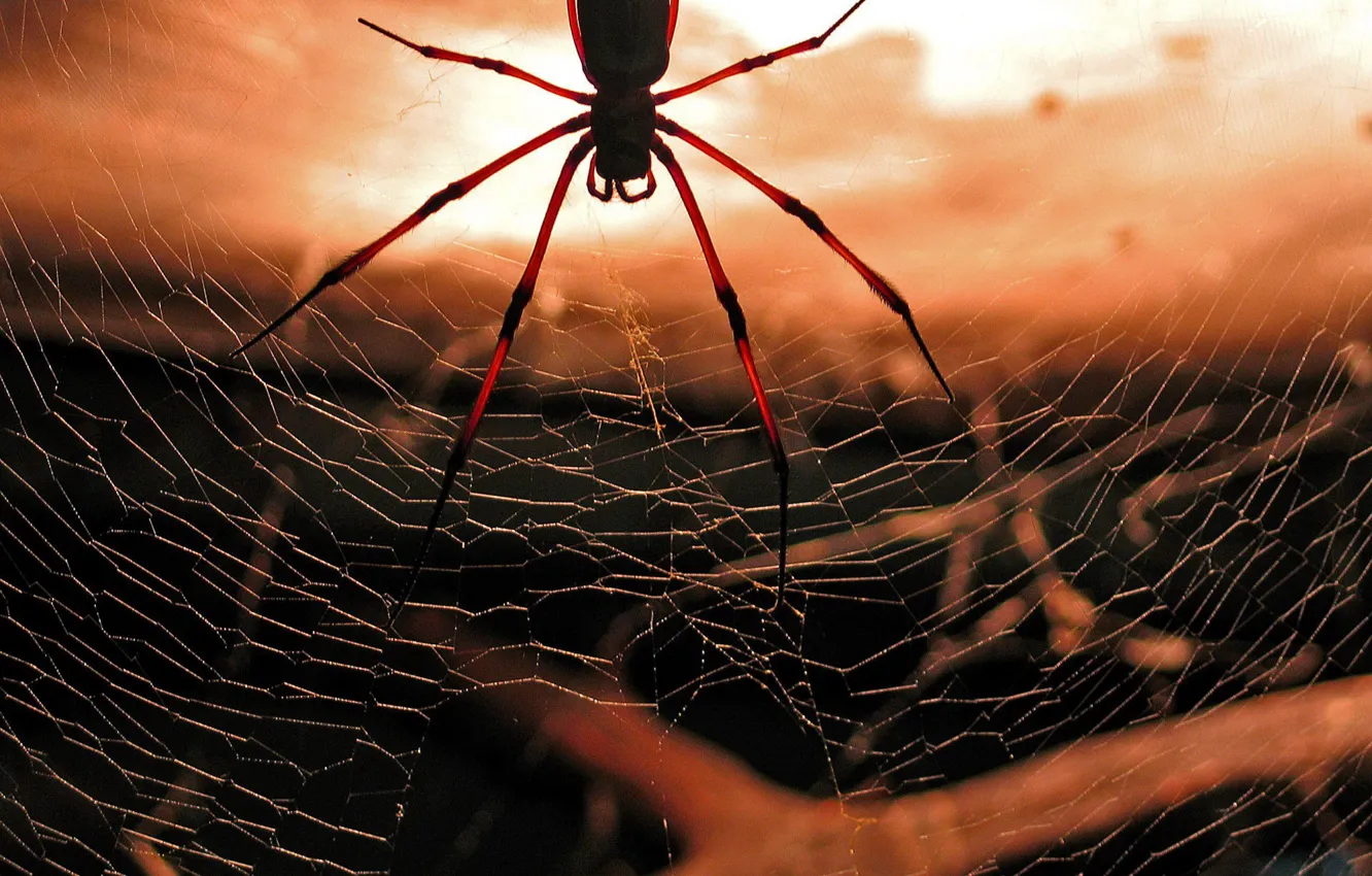 Photo wallpaper red, web, spider