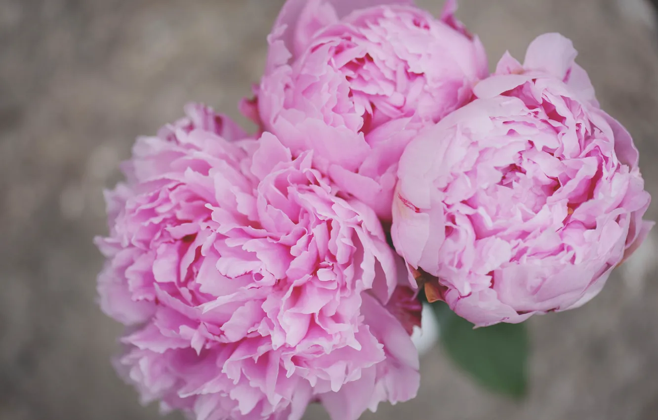 Photo wallpaper flowers, petals, peonies