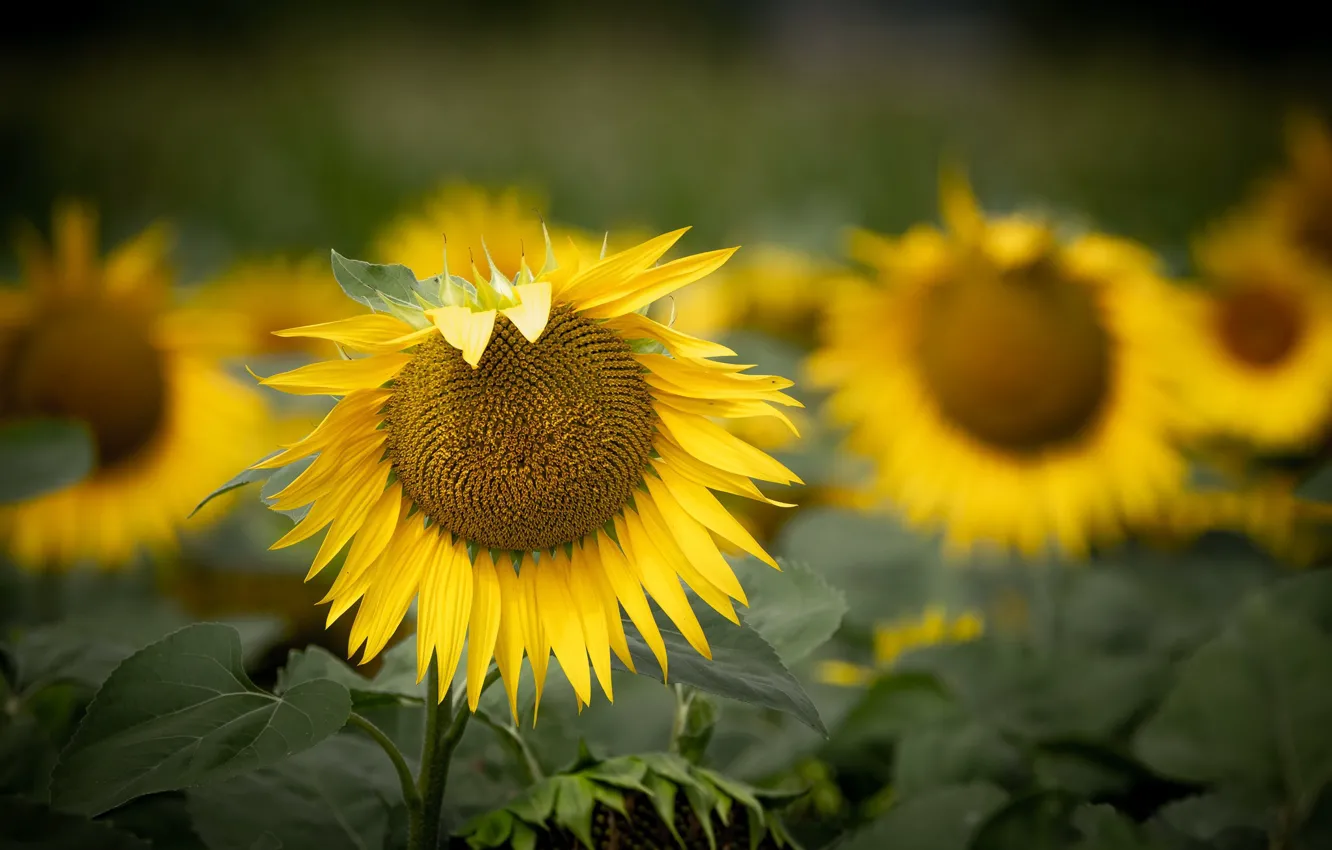 Photo wallpaper summer, sunflowers, nature