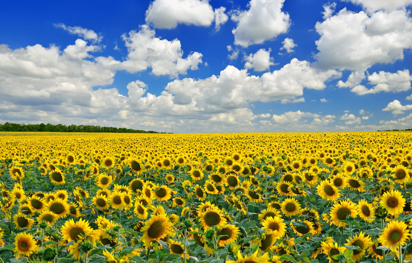 Photo wallpaper field, the sky, clouds, trees, sunflowers, flowers
