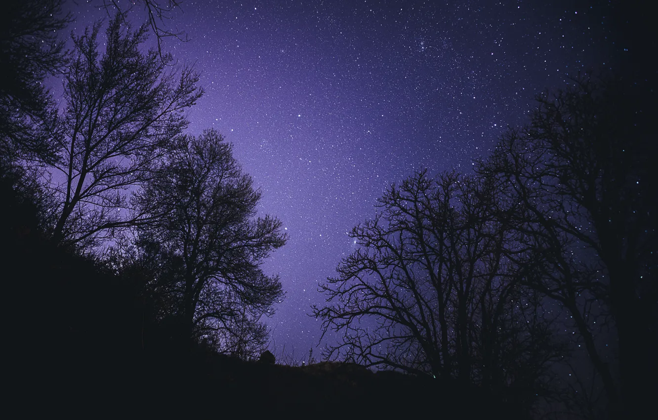 Photo wallpaper forest, the sky, stars, trees, night, nature