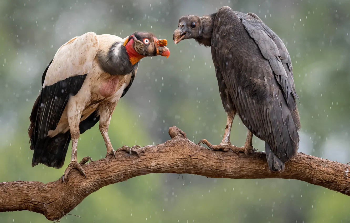 Photo wallpaper branches, background, rain, bird, two, pair, Grif, Royal vulture