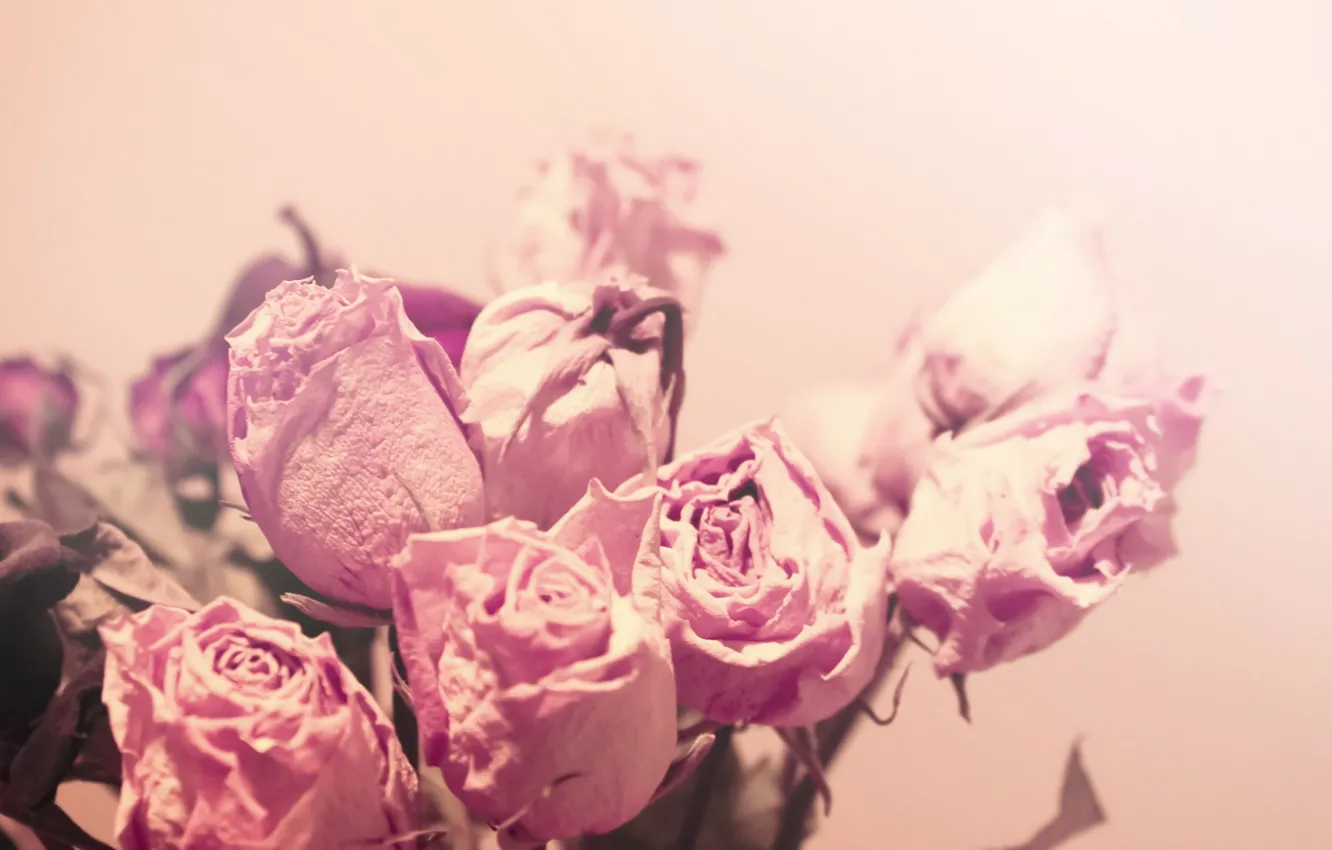 Photo wallpaper macro, light, flowers, tenderness, color, roses, pink, dried