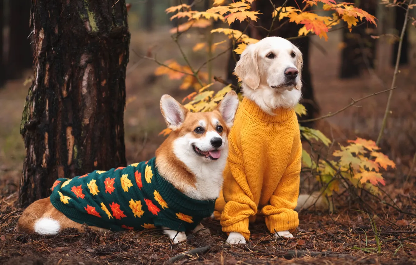 Photo wallpaper autumn, forest, language, look, trees, branches, nature, Park