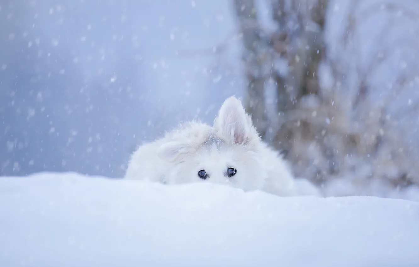 Photo wallpaper winter, white, look, snow, trees, dog, puppy, face