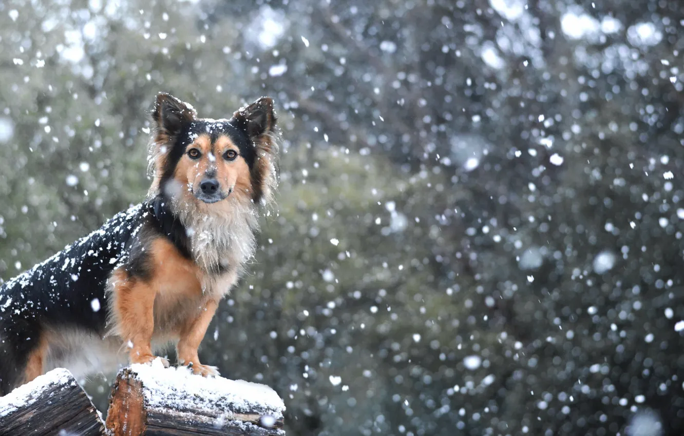 Photo wallpaper look, snow, each, dog