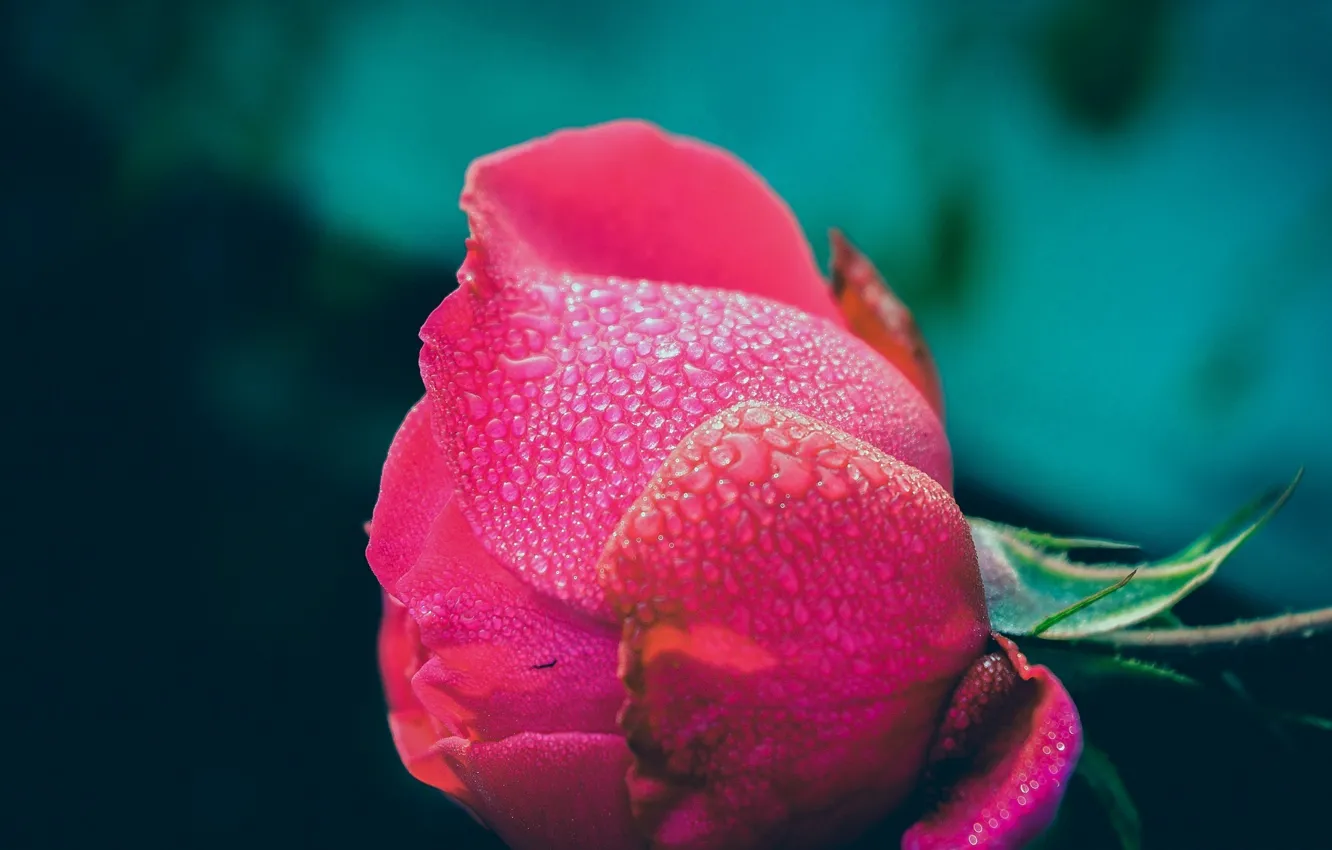 Photo wallpaper flower, drops, Rosa, rose, Bud