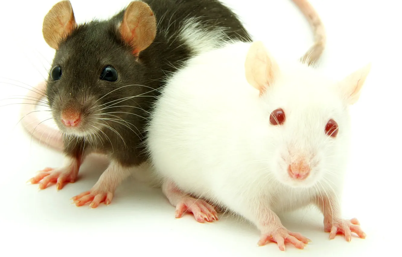 Photo wallpaper animals, mice, animal themes, two white-and-black guinea pig