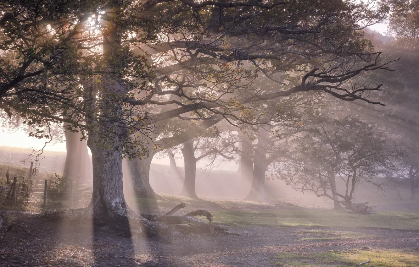 Photo wallpaper trees, fog, morning