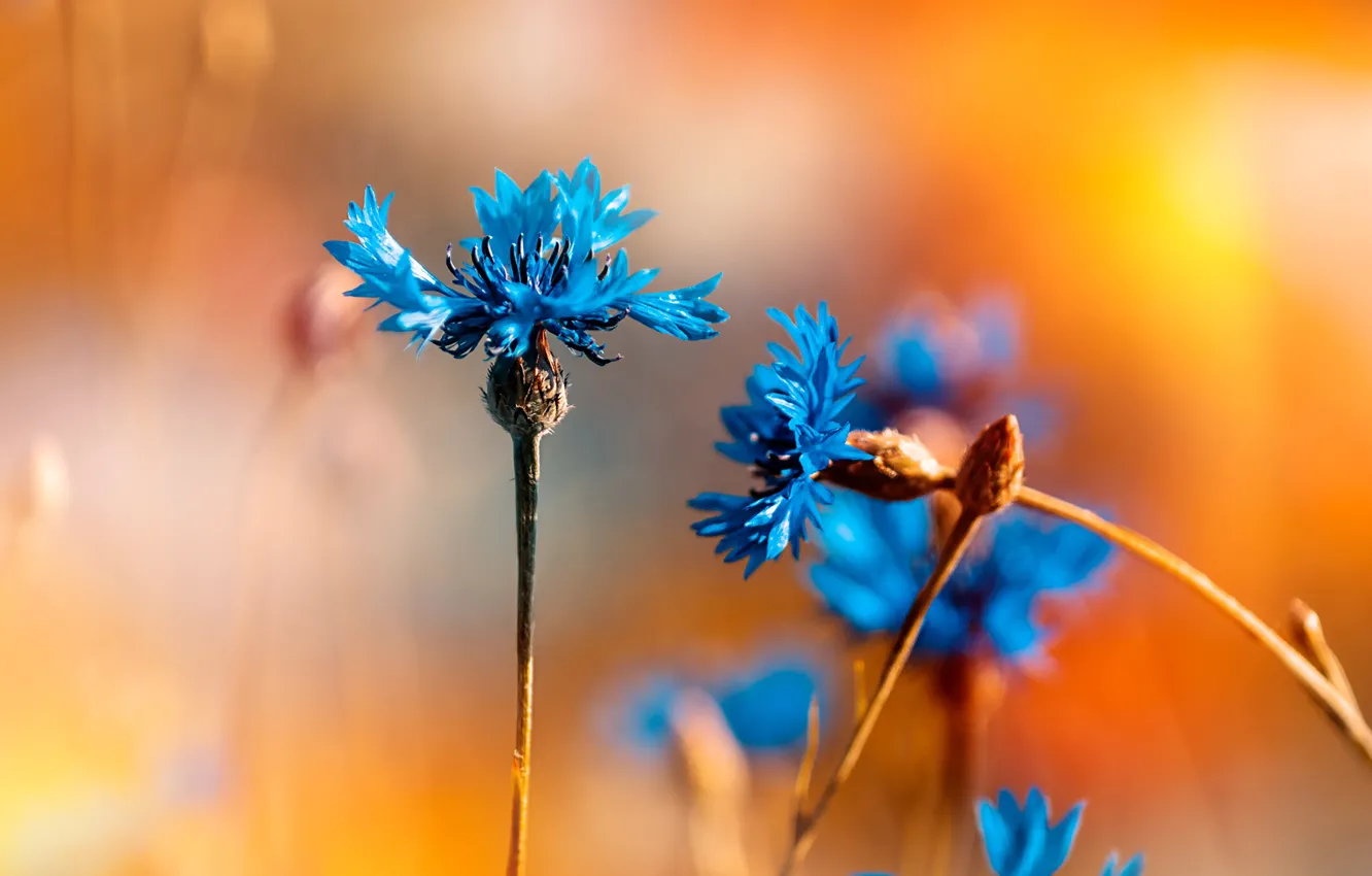 Photo wallpaper macro, background, cornflowers