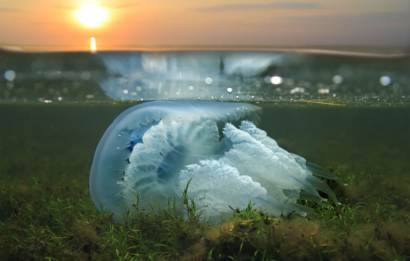 Photo wallpaper water, surface, algae, surface, jellyfish, tentacles, INCREMENT