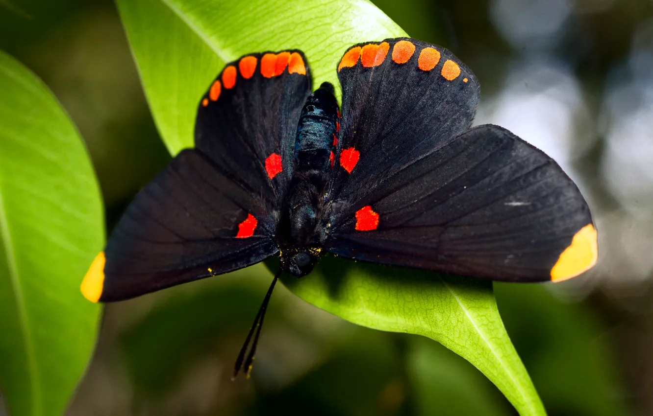 Photo wallpaper butterfly, foliage, large, black
