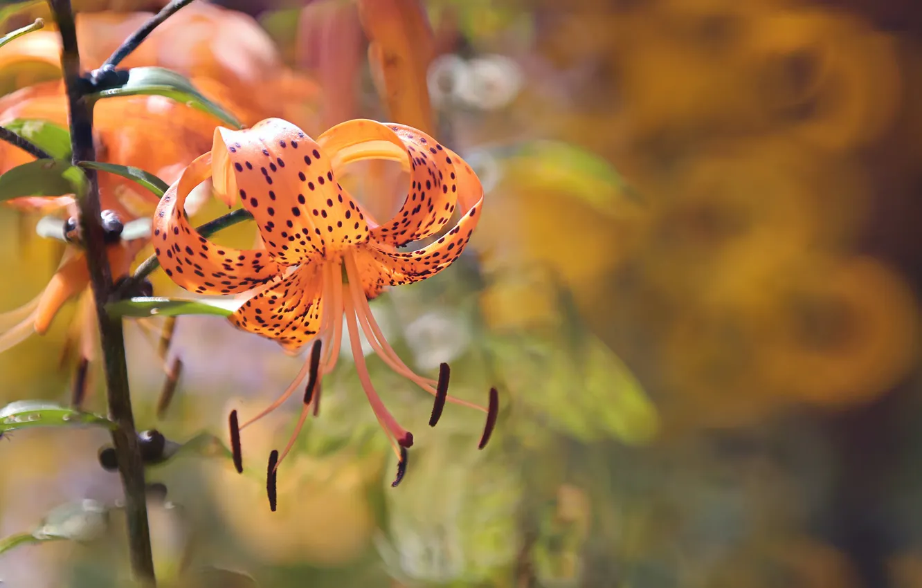 Photo wallpaper summer, flowers, nature, Orange Tiger Lily