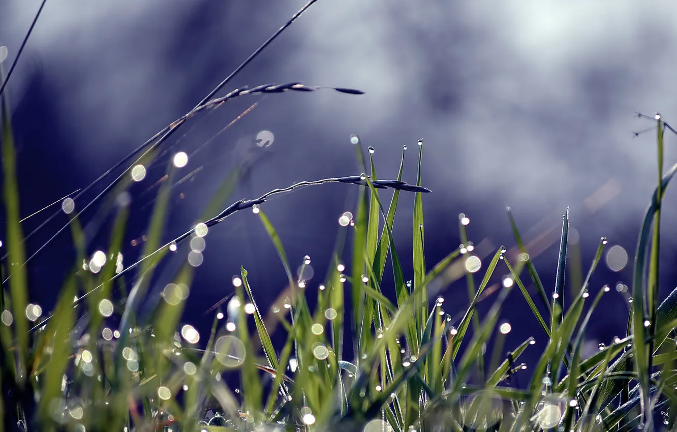 Photo wallpaper grass, drops, Rosa, glare, spikelets, a blade of grass