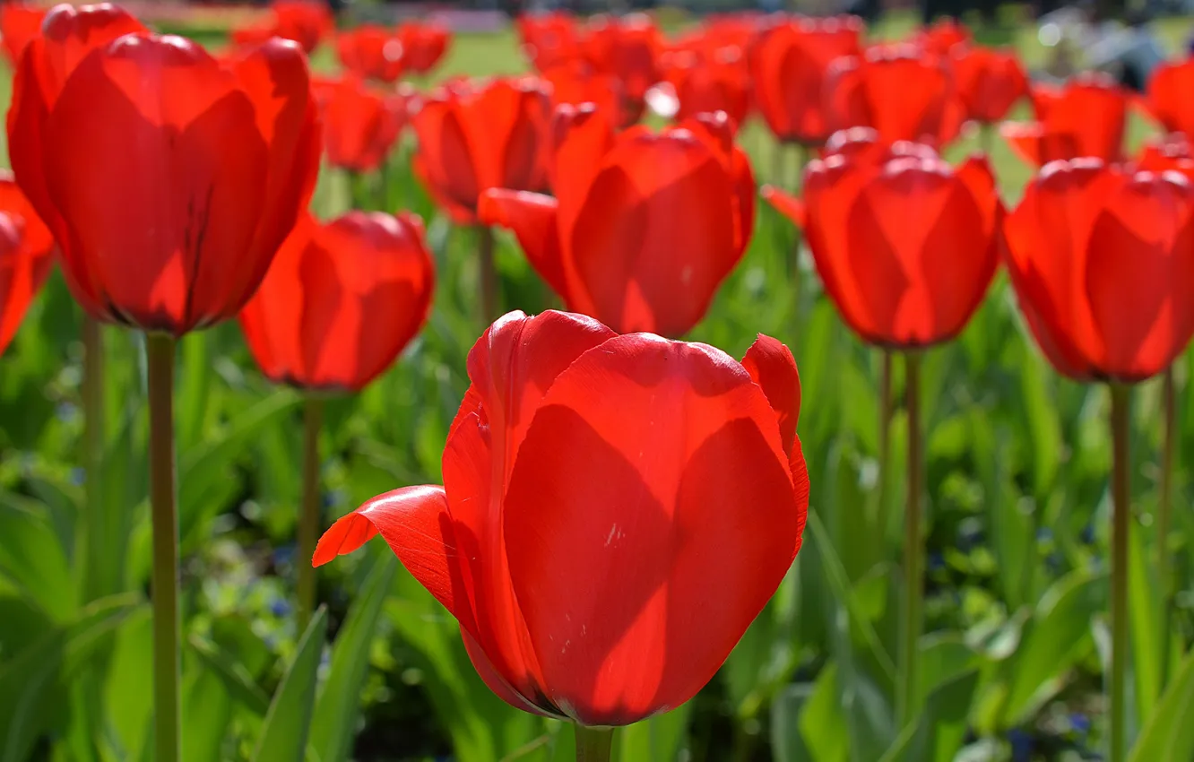 Photo wallpaper flowers, petals, tulips, red