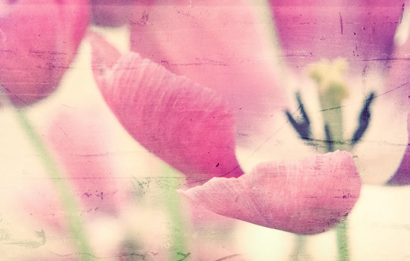 Photo wallpaper flower, background, texture