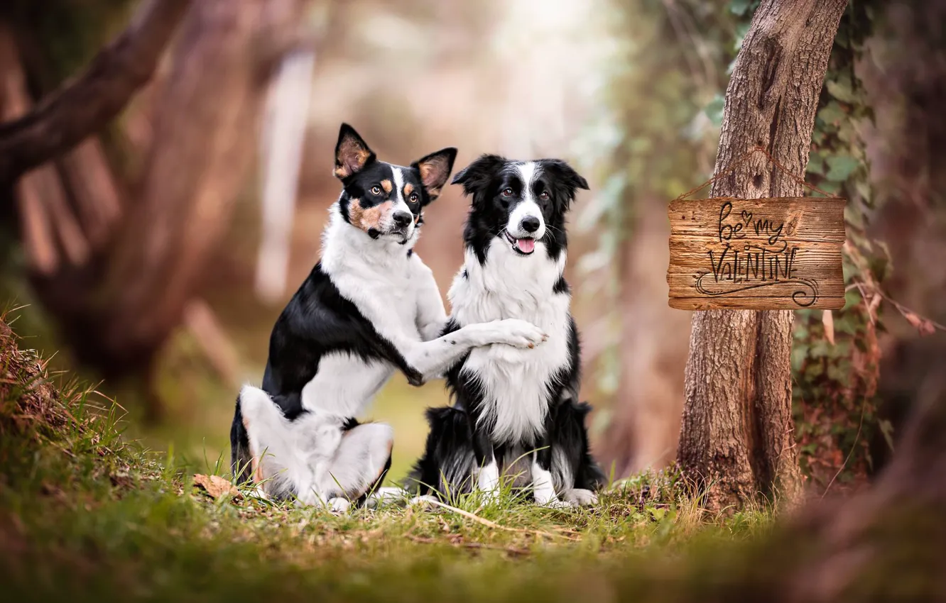 Photo wallpaper portrait, a couple, two dogs