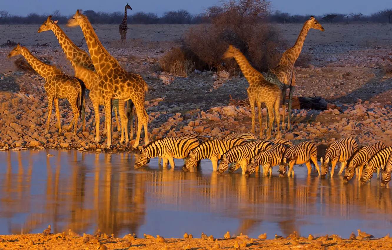 Photo wallpaper giraffe, Zebra, Africa, drink, Namibia, Etosha National Park