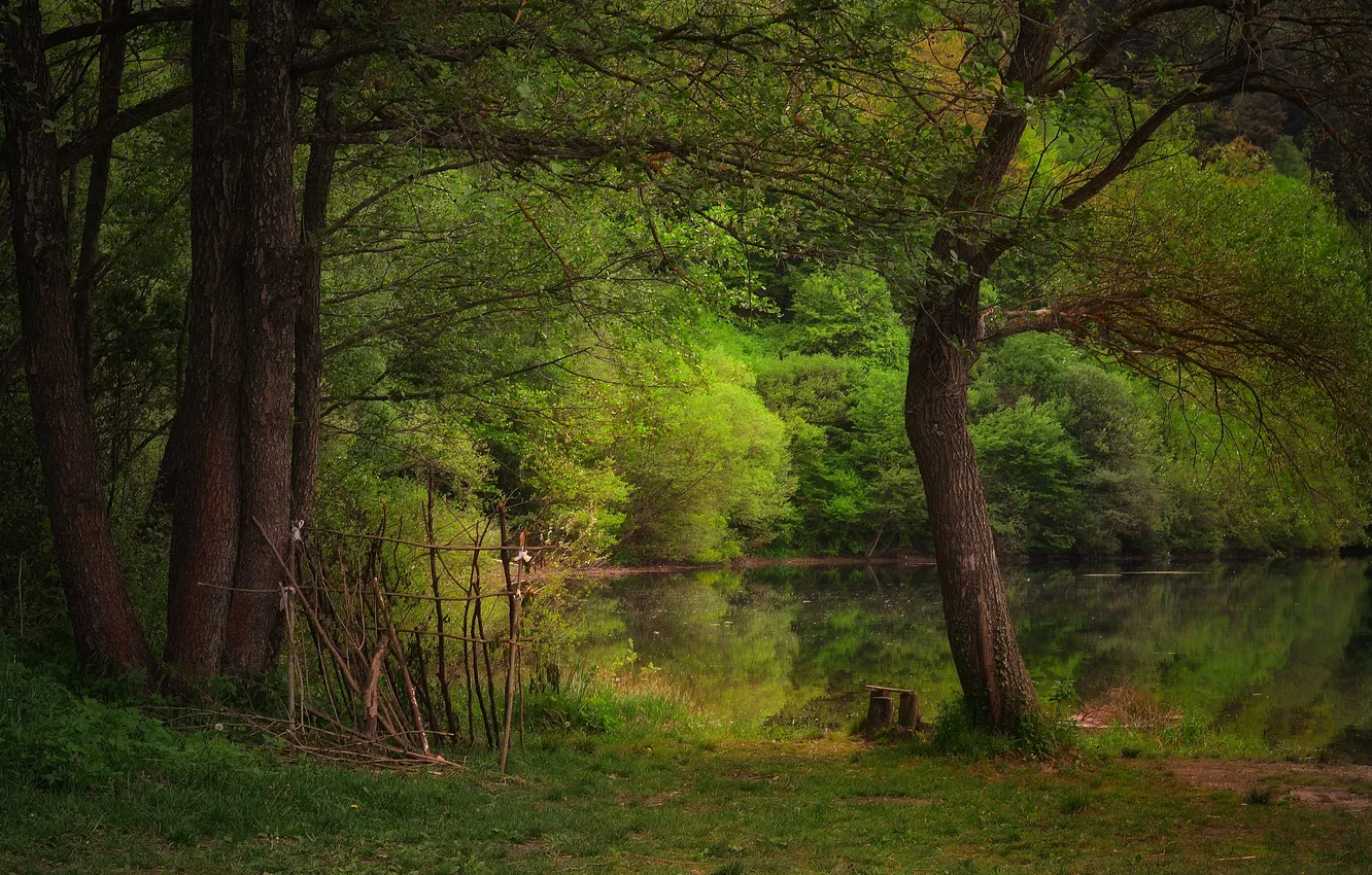 Photo wallpaper forest, trees, lake, pond, Juliana Stoyanova