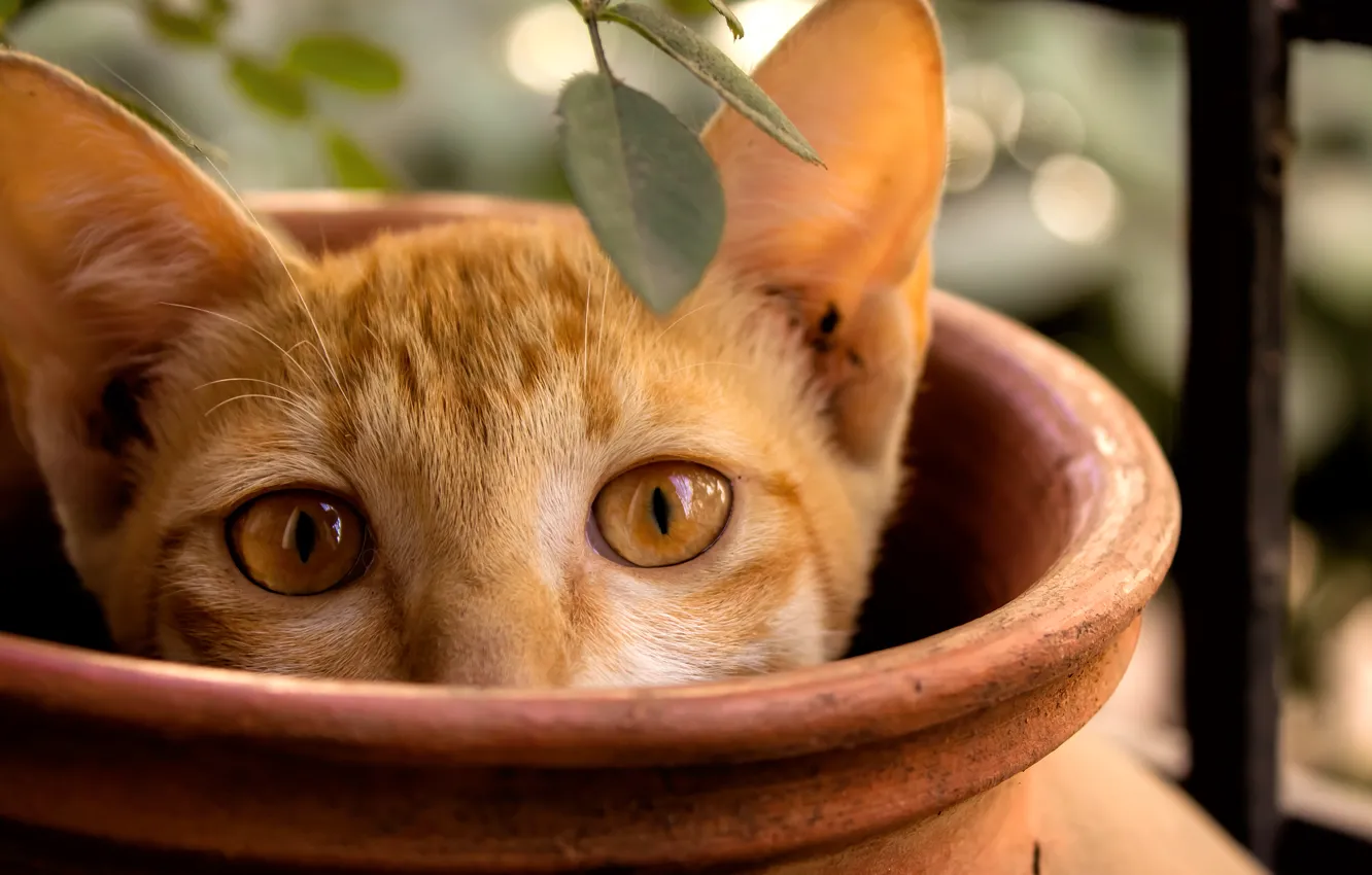 Photo wallpaper cat, kitty, branch, red, pot, Peeps